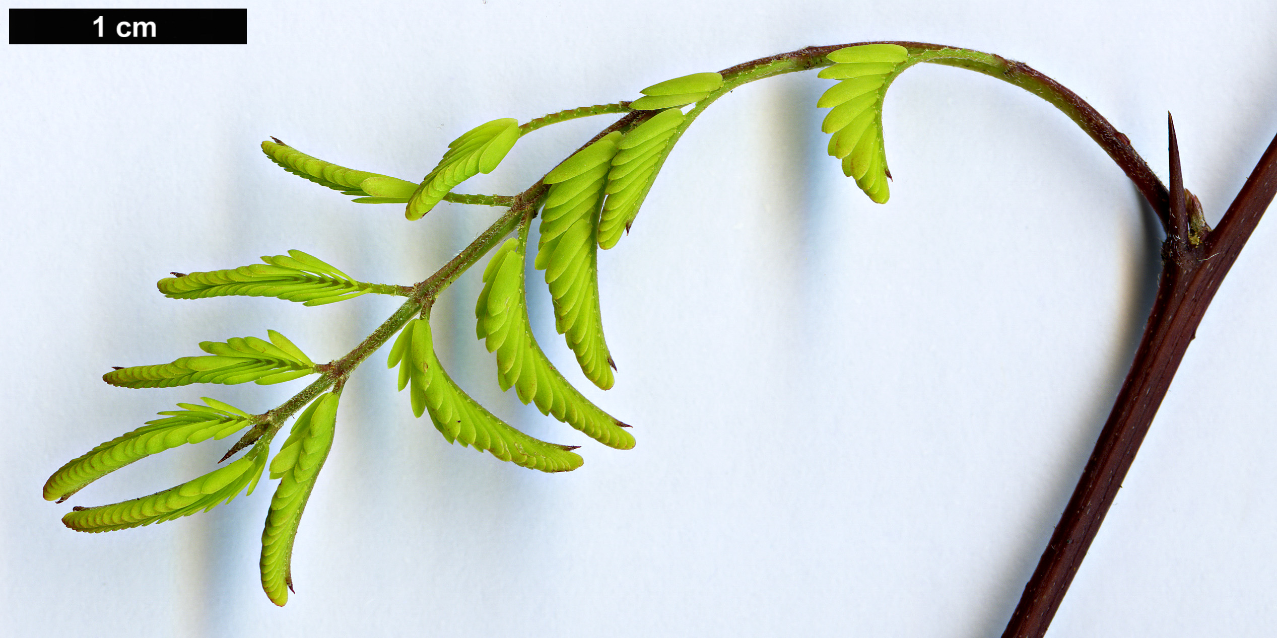 High resolution image: Family: Fabaceae - Genus: Vachellia - Taxon: farnesiana High resolution image: Family: Fabaceae - Genus: Vachellia - Taxon: farnesiana